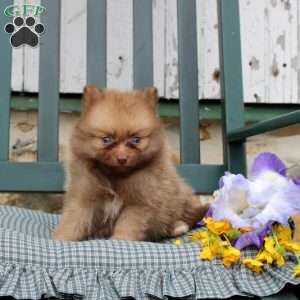 Brindley, Pomeranian Puppy